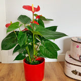 ANTHURIUM ROJO