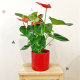 ANTHURIUM ROJO