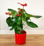 ANTHURIUM ROJO