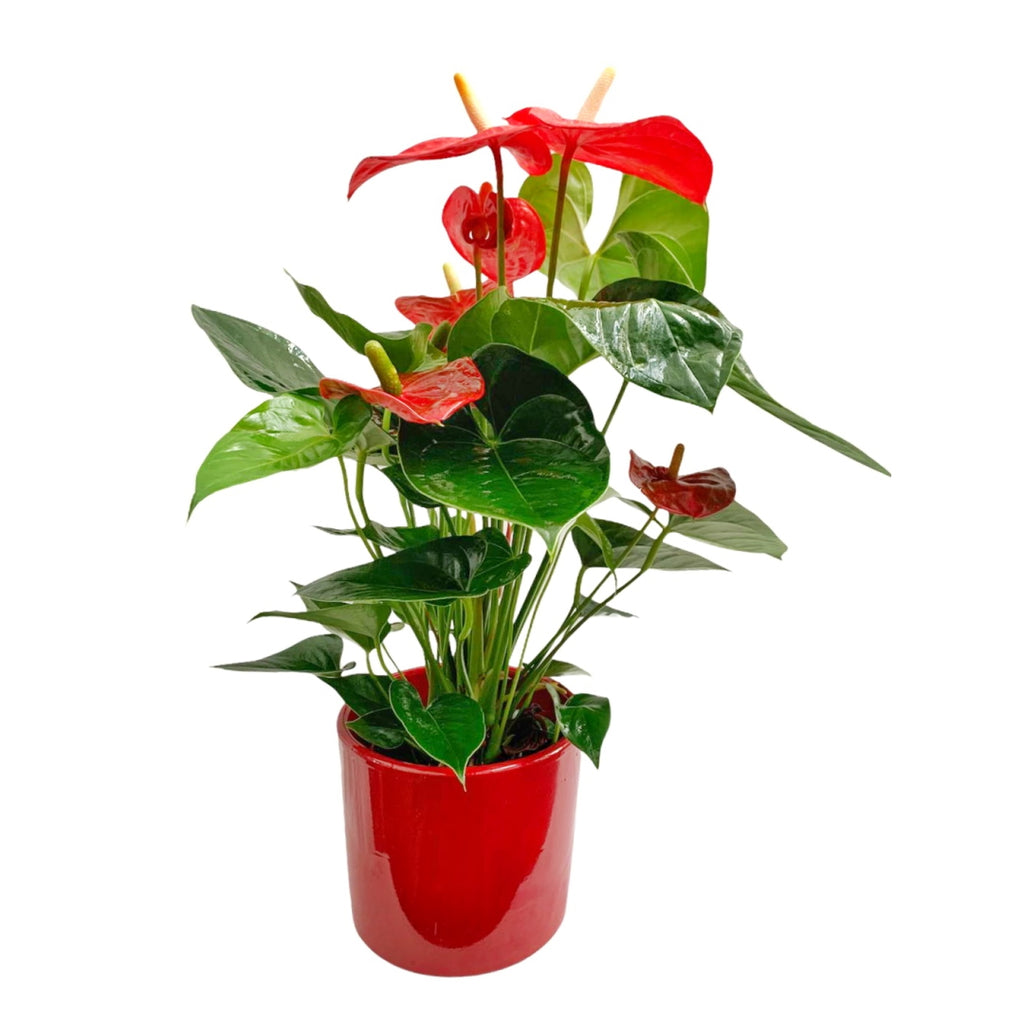 anthurium en maceta de cerámica MACETERO CERAMICA ROJO GRANDE – Floristería Santa Mónica
