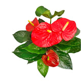 ANTHURIUM ROJO