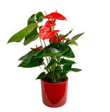 ANTHURIUM ROJO