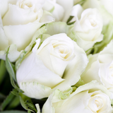 RAMO DE ROSAS BLANCAS